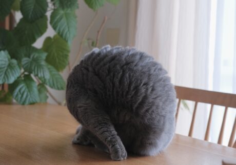 どうも、まんまるおにぎりです。ブリティッシュショートヘア ごまちゃん | この丸いのは、誰でしょう。もちろんぼく、ごまちゃんです。まんまるおにぎりにもなれるんです。