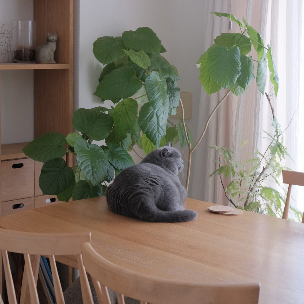 どうも、まんまるおにぎりです。ブリティッシュショートヘア ごまちゃん | テーブルの端に移動して、のんびり、まったり。この太いしっぽもチャームポイント。しっぽをふりふりしている時は、ご機嫌ななめなので気をつけて。 どうも、まんまるおにぎりです。ブリティッシュショートヘア ごまちゃん | テーブルの端に移動して、のんびり、まったり。この太いしっぽもチャームポイント。しっぽをふりふりしている時は、ご機嫌ななめなので気をつけて。