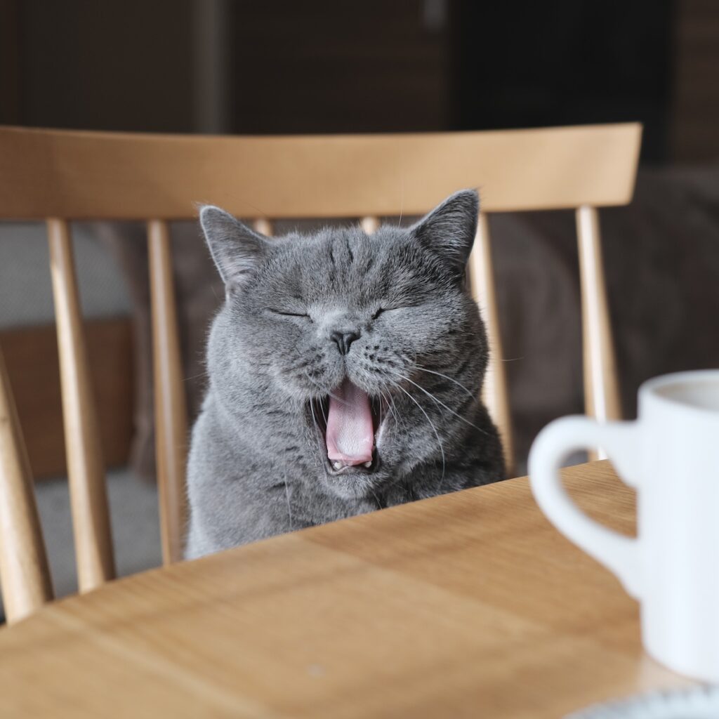 あくび中も、気を抜かないこと!ブリティッシュショートヘア ごまちゃん | 朝はまず、大きなあくびから。空気を大きく吸って、一日のスタートです。 あくび中も、気を抜かないこと!ブリティッシュショートヘア ごまちゃん | 朝はまず、大きなあくびから。空気を大きく吸って、一日のスタートです。