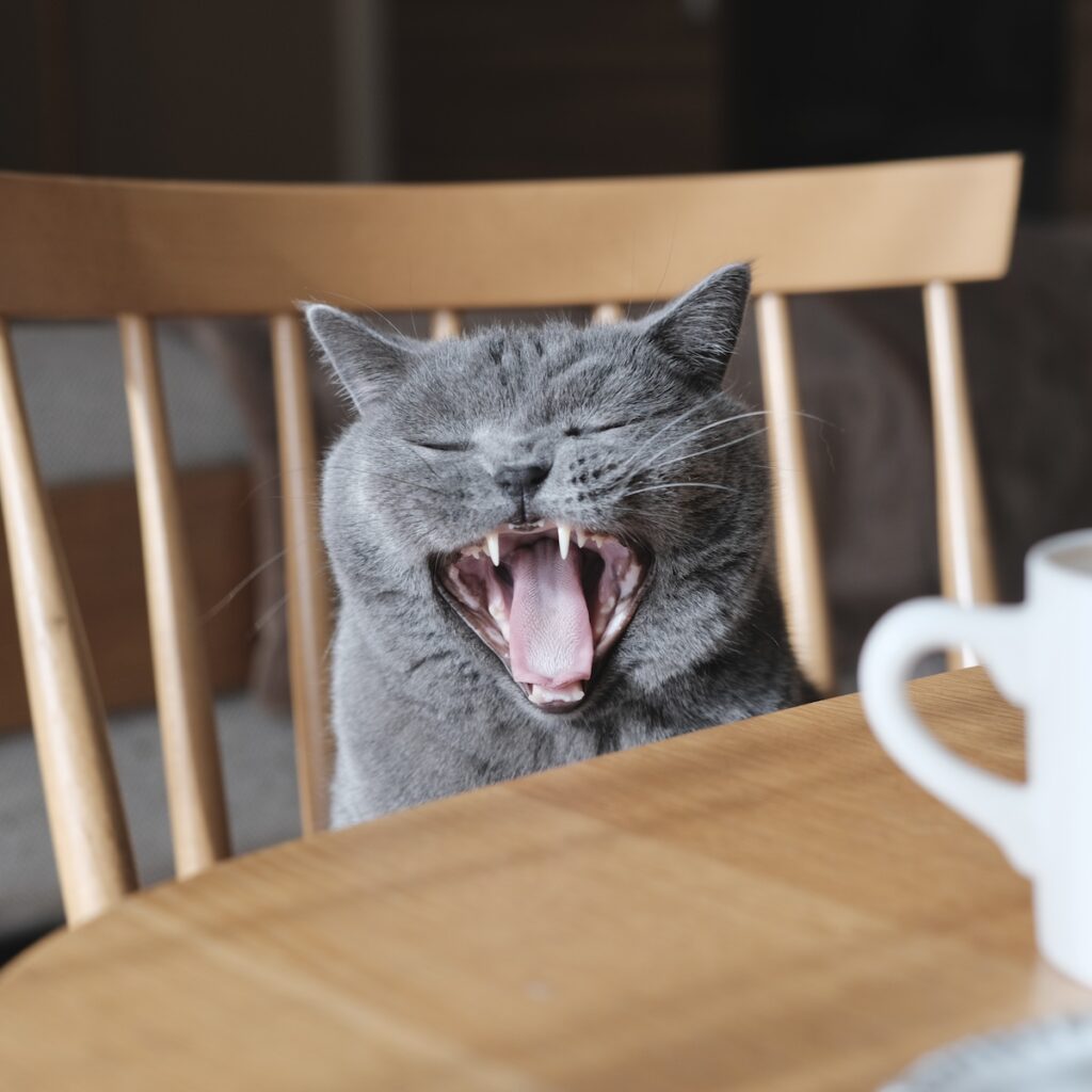 あくび中も、気を抜かないこと!ブリティッシュショートヘア ごまちゃん | あ〜〜〜っと、さらに大きくお口を開けて。あくびをすると、いつも写真に撮られがち。まあ、サービスだと思っておきましょう。 あくび中も、気を抜かないこと!ブリティッシュショートヘア ごまちゃん | あ〜〜〜っと、さらに大きくお口を開けて。あくびをすると、いつも写真に撮られがち。まあ、サービスだと思っておきましょう。