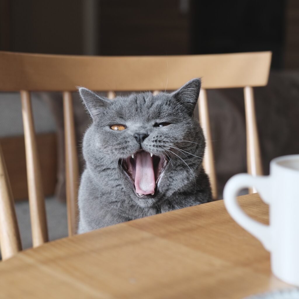 あくび中も、気を抜かないこと!ブリティッシュショートヘア ごまちゃん | 口を開けたままかっこいい顔もできちゃいます。ぼくは朝に強いけど、眠たいふりもお手のもの。 あくび中も、気を抜かないこと!ブリティッシュショートヘア ごまちゃん | 口を開けたままかっこいい顔もできちゃいます。ぼくは朝に強いけど、眠たいふりもお手のもの。