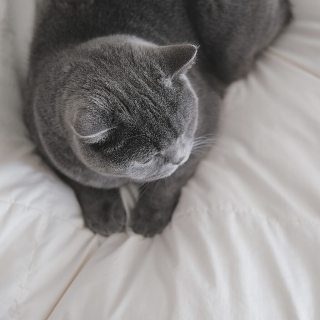 遊ぶ準備は万端です！ブリティッシュショートヘア ごまちゃん | お布団のシーツを外して、洗濯タイム。ぼくはすかさず、お布団の上に飛び乗ります。すべすべでふかふかで、シーツを外したお布団って、なんだか特別にいい感じ。