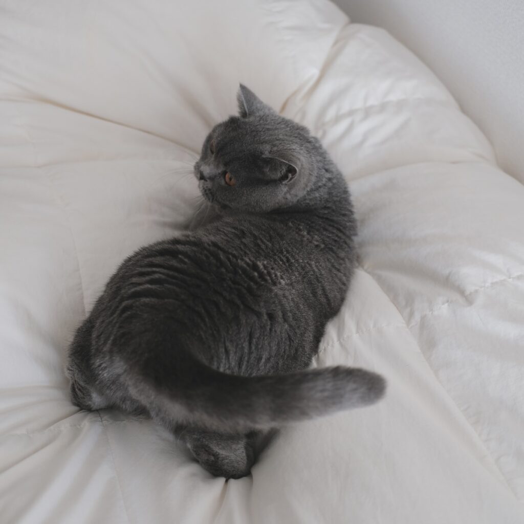 遊ぶ準備は万端です！ブリティッシュショートヘア ごまちゃん | 楽しくなって、布団の上で大はしゃぎ。飛び跳ねて、ダイブして、全力遊びモードに突入です。