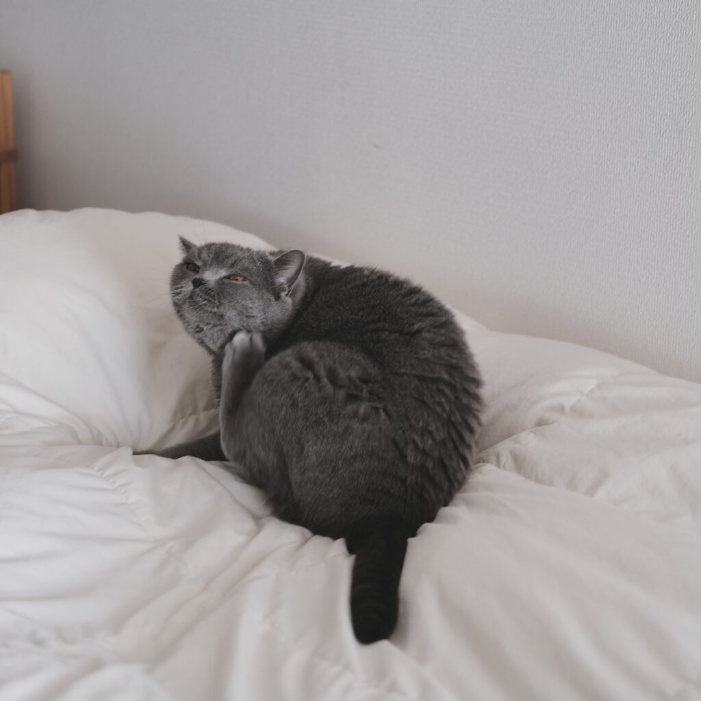 遊ぶ準備は万端です！ブリティッシュショートヘア ごまちゃん | 遊んだあとは、毛繕いでクールダウン。足であごをケリケリして、身だしなみを整えます。セルフケアも大切です。