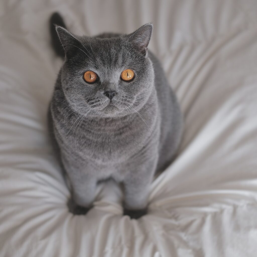 遊ぶ準備は万端です！ブリティッシュショートヘア ごまちゃん | よかったら、一緒に遊びませんか？ ぼくはもう準備万端です。ふわふわのお布団で遊ぶの、最高ですよ。