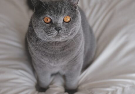 遊ぶ準備は万端です！ブリティッシュショートヘア ごまちゃん | よかったら、一緒に遊びませんか？ ぼくはもう準備万端です。ふわふわのお布団で遊ぶの、最高ですよ。