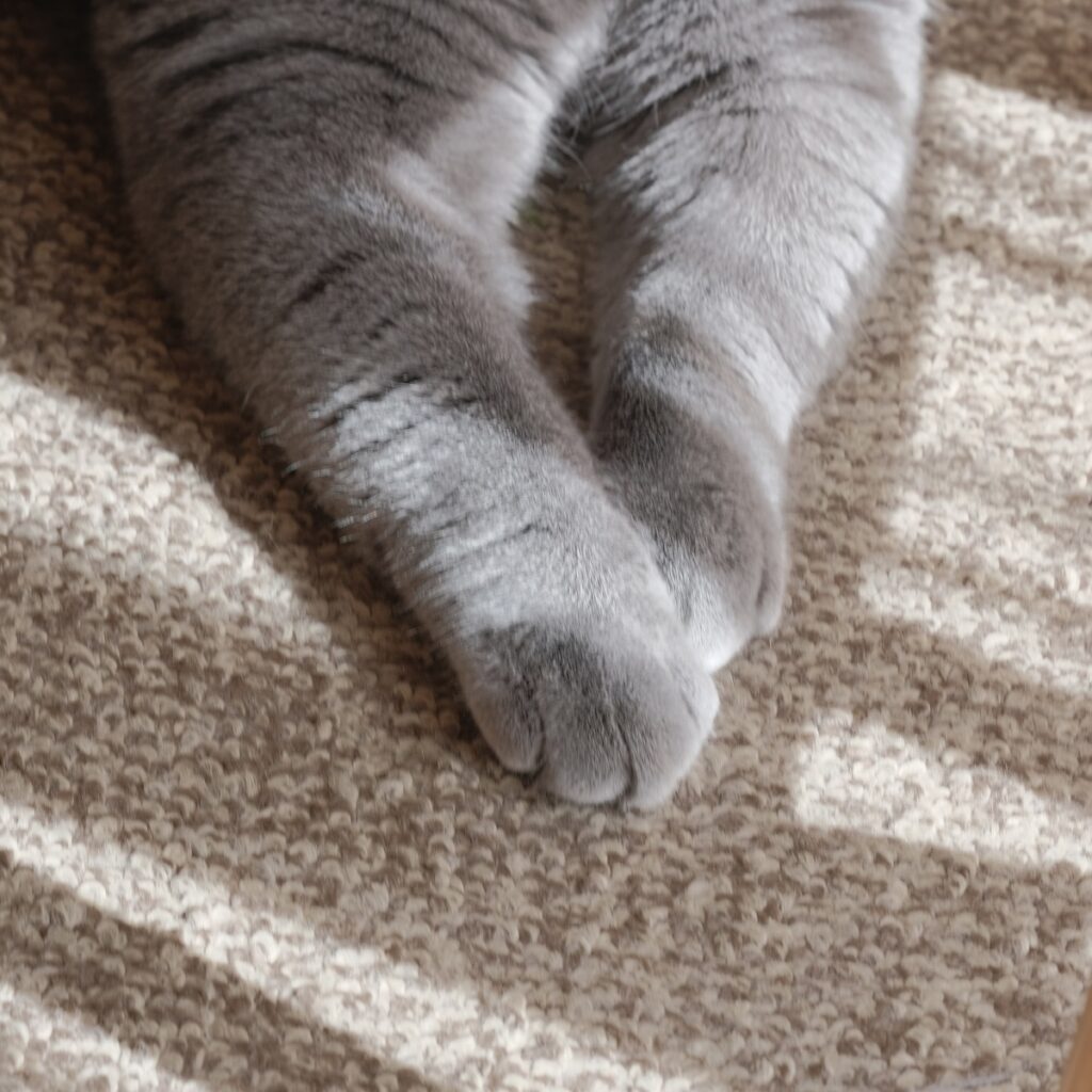 触りたくなっちゃうでしょ?ブリティッシュショートヘア ごまちゃん | ぼくの手。丸くてふわふわ。見ているだけで癒やされるって言われます。 触りたくなっちゃうでしょ?ブリティッシュショートヘア ごまちゃん | ぼくの手。丸くてふわふわ。見ているだけで癒やされるって言われます。