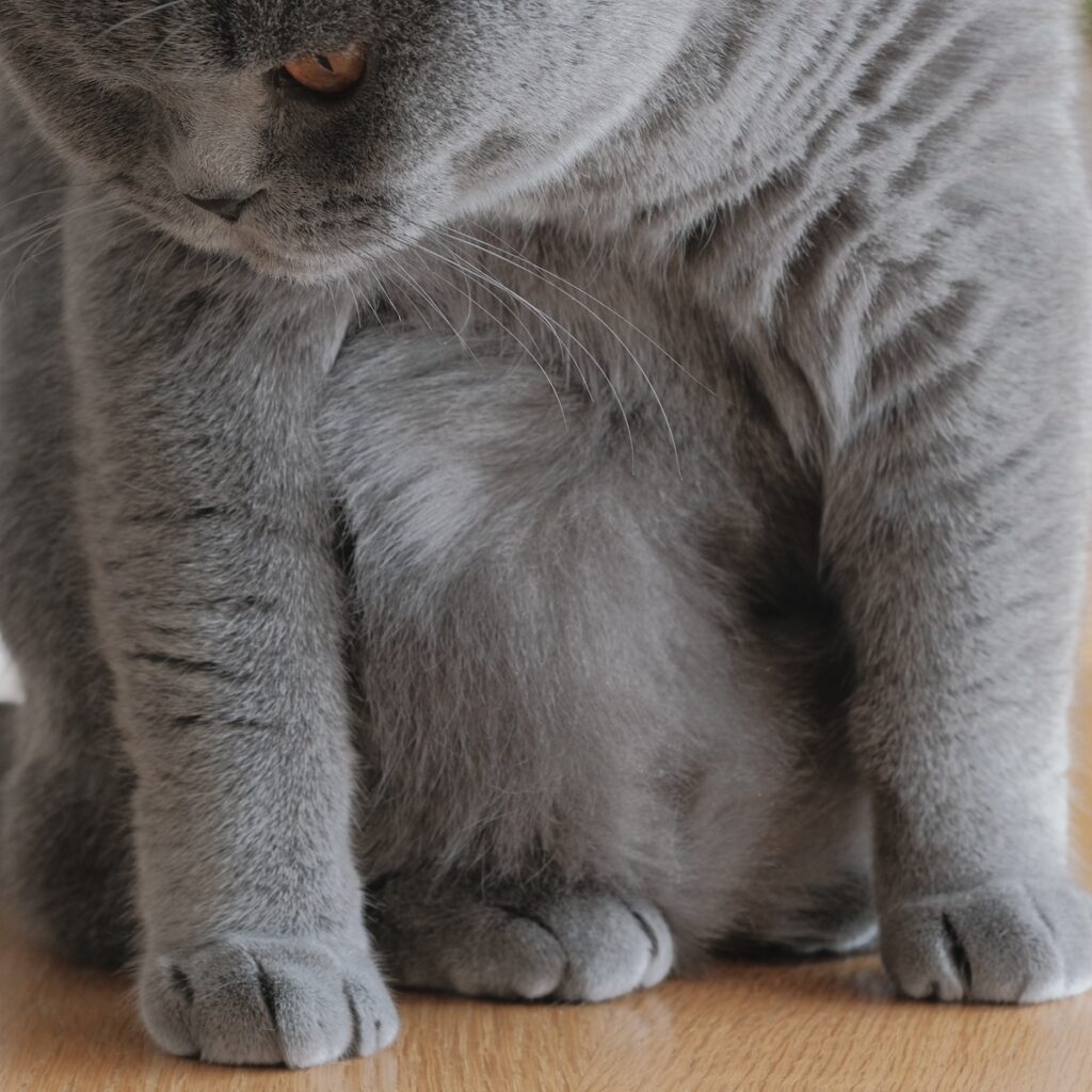 触りたくなっちゃうでしょ?ブリティッシュショートヘア ごまちゃん | 手足をそろえると、お腹のふわふわまでよく見えます。つい、触りたくなっちゃうでしょ。 触りたくなっちゃうでしょ?ブリティッシュショートヘア ごまちゃん | 手足をそろえると、お腹のふわふわまでよく見えます。つい、触りたくなっちゃうでしょ。