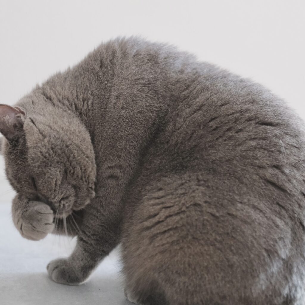 触りたくなっちゃうでしょ?ブリティッシュショートヘア ごまちゃん | 毛繕いもぼくの得意技。器用にぺろぺろして、いつもきれいを保っています。 触りたくなっちゃうでしょ?ブリティッシュショートヘア ごまちゃん | 毛繕いもぼくの得意技。器用にぺろぺろして、いつもきれいを保っています。