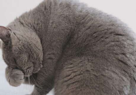 触りたくなっちゃうでしょ？ブリティッシュショートヘア ごまちゃん | 毛繕いもぼくの得意技。器用にぺろぺろして、いつもきれいを保っています。