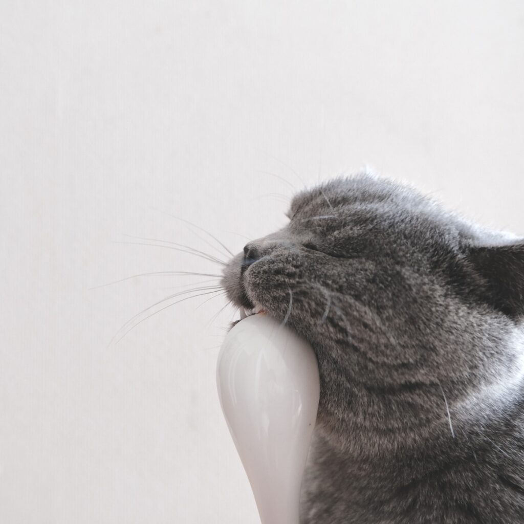 ゆっくり味わうのが、ツウってやつです。ブリティッシュショートヘア ごまちゃん | スプーンでおやつ。おいしすぎて、ついスプーンまでガブリ。