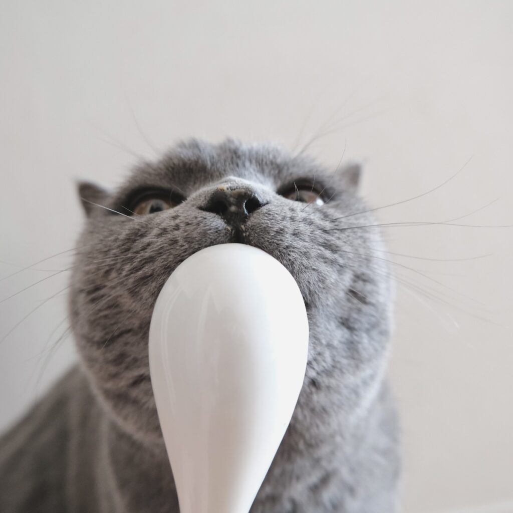 ゆっくり味わうのが、ツウってやつです。ブリティッシュショートヘア ごまちゃん | ぺろぺろ。ゆっくり味わいながら食べるのがこだわりです。あわてると、もったいないですからね。