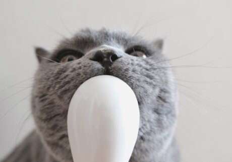 ゆっくり味わうのが、ツウってやつです。ブリティッシュショートヘア ごまちゃん | ぺろぺろ。ゆっくり味わいながら食べるのがこだわりです。あわてると、もったいないですからね。