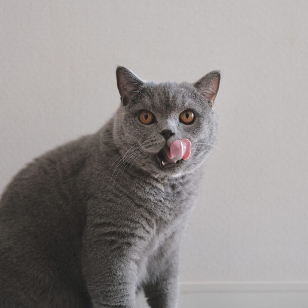 ゆっくり味わうのが、ツウってやつです。ブリティッシュショートヘア ごまちゃん | 食べ終わったら、お口のまわりもぺろり。きれいにして完了です。ごちそうさまのごあいさつも、忘れずに。