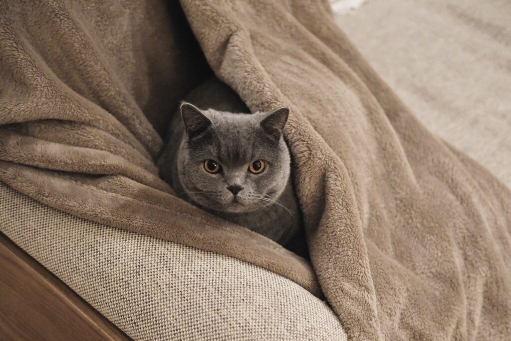 とろけ顔、見せちゃいます。ブリティッシュショートヘア ごまちゃん | 冬の夜は毛布がいちばん。ぬくぬくで、ここに座るだけでほっとします。ねえ、隣にきてくれませんか。きっとあったかいですよ。