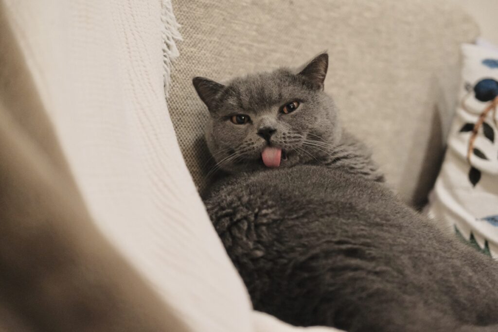 とろけ顔、見せちゃいます。ブリティッシュショートヘア ごまちゃん | ぼくが毛繕いもしてあげますよ。舌はざらざらだけど、愛情はしっかりこめてます。ちょっとだけ我慢してくださいね。