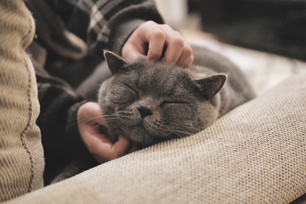 とろけ顔、見せちゃいます。ブリティッシュショートヘア ごまちゃん | なでなでされると、とろけちゃう。顔のまわりは、特に気持ちが良くて最高です。喉も、ごろごろ全開です。