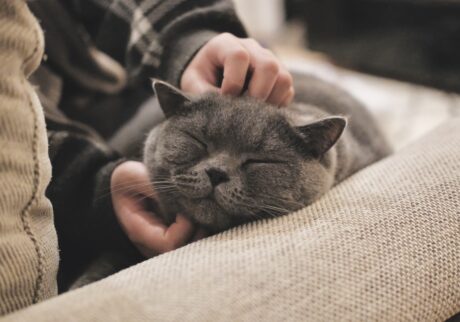 とろけ顔、見せちゃいます。ブリティッシュショートヘア ごまちゃん | なでなでされると、とろけちゃう。顔のまわりは、特に気持ちが良くて最高です。喉も、ごろごろ全開です。