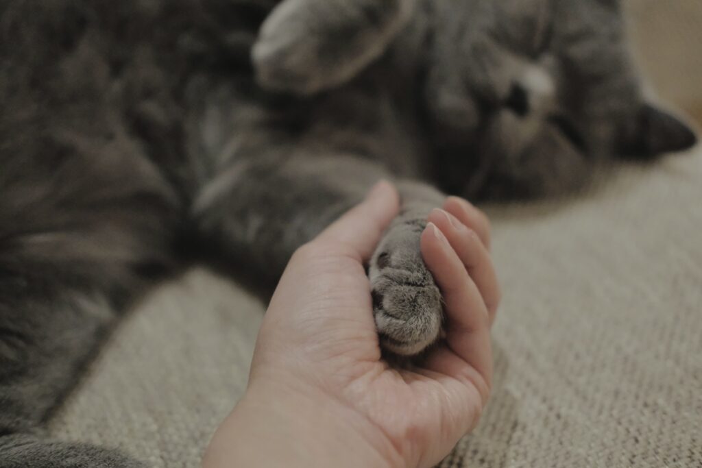 とろけ顔、見せちゃいます。ブリティッシュショートヘア ごまちゃん | 手をつないだまま、うとうと。肉球マッサージもお願いします。