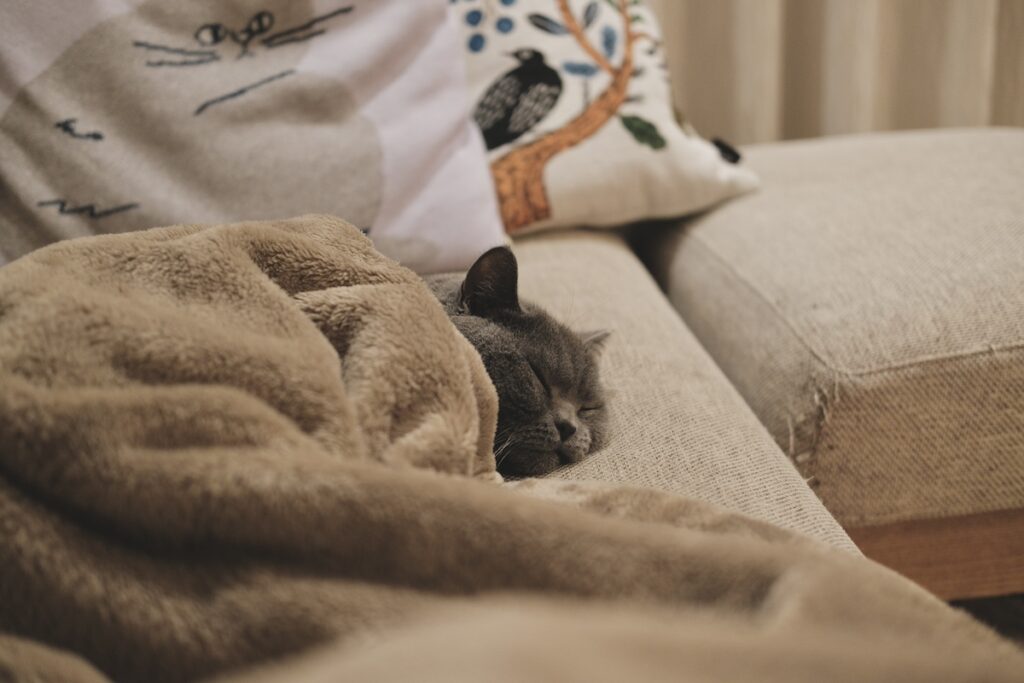 とろけ顔、見せちゃいます。ブリティッシュショートヘア ごまちゃん | 毛布をかけておやすみなさい。明日もまた、同じ時間を一緒にすごせますように。