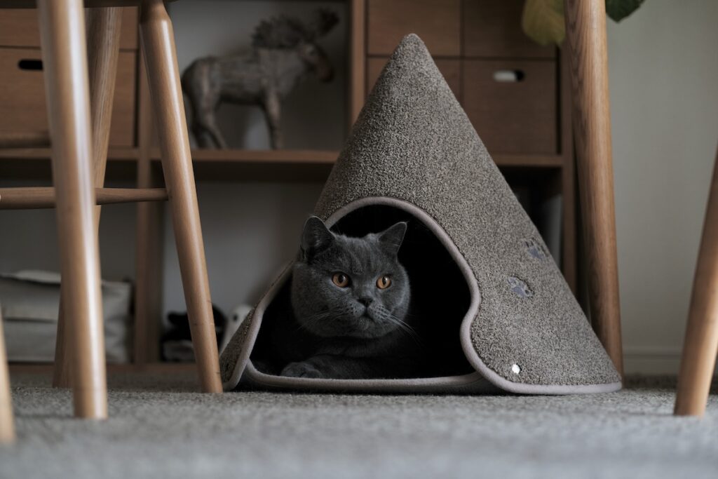 今日は、おこもり気分。ブリティッシュショートヘア ごまちゃん | これはぼくのトンガリハウス。とんがってるねこハウスなので、トンガリハウス。中はあたたかくて、ちょっとしたテント気分です。