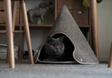 今日は、おこもり気分。ブリティッシュショートヘア ごまちゃん | これはぼくのトンガリハウス。とんがってるねこハウスなので、トンガリハウス。中はあたたかくて、ちょっとしたテント気分です。