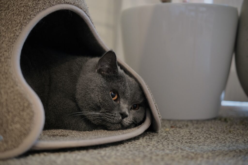 今日は、おこもり気分。ブリティッシュショートヘア ごまちゃん | 中で寝そべったり、丸まったり。こもれる場所って、安心するんですよね。人間界でも流行ってる、「ヌック」みたいな感じです。