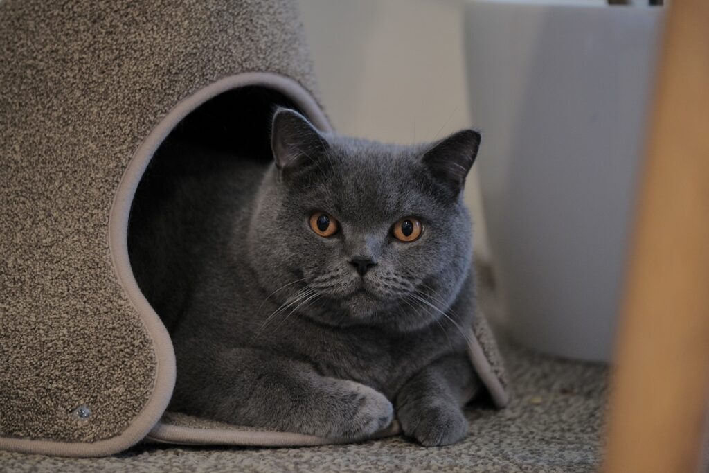 今日は、おこもり気分。ブリティッシュショートヘア ごまちゃん | ときどき顔を出してパトロール。外の様子もちゃんと把握しておかないと。