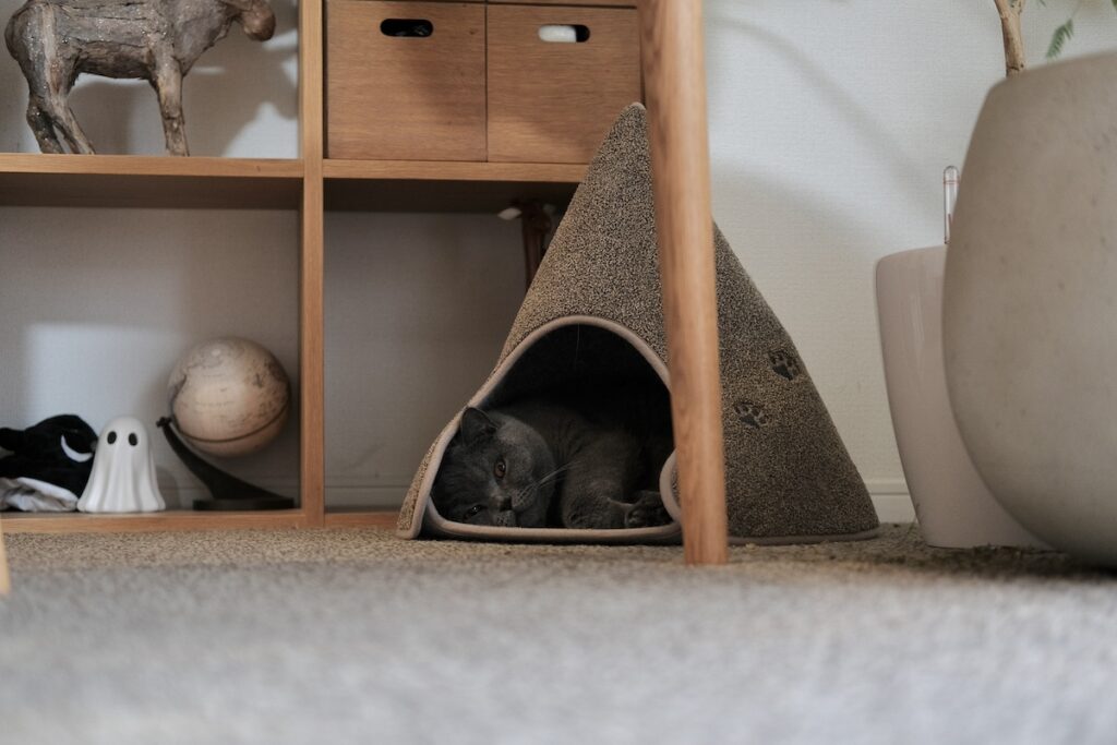 今日は、おこもり気分。ブリティッシュショートヘア ごまちゃん | でもやっぱり、ごろーんとしていることが多いです。ここはぼくの小さな秘密基地。ぼくの安心スポットです。