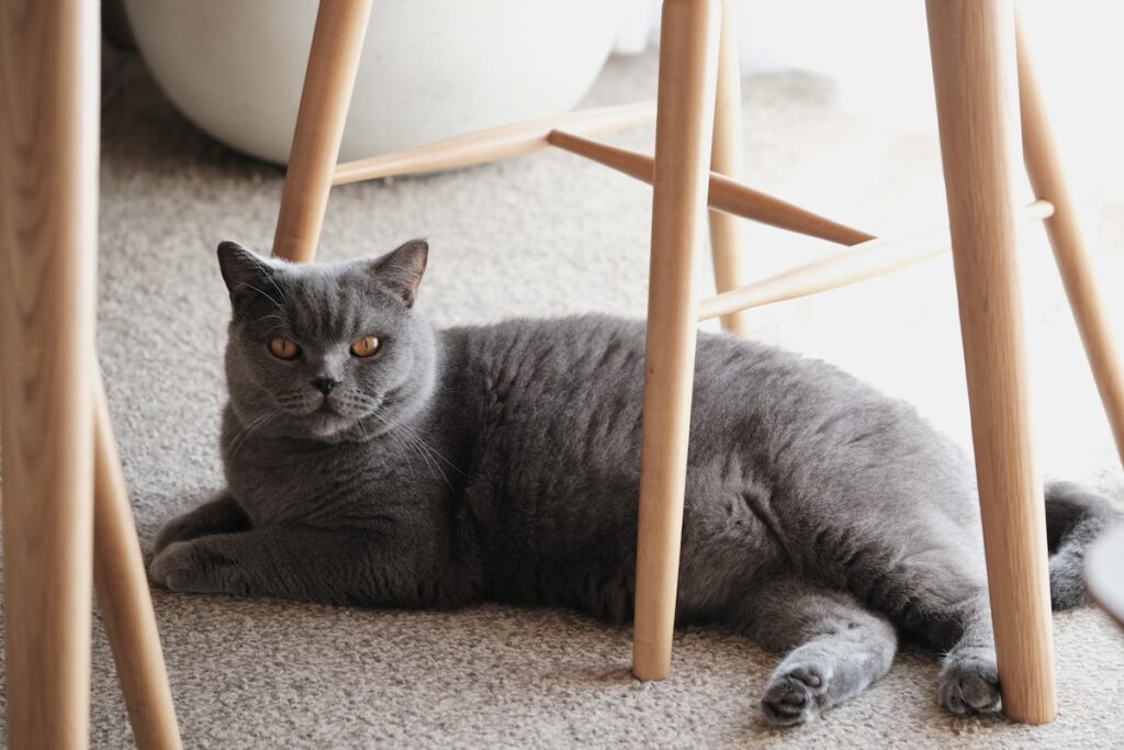 「アザラシみたい」は褒め言葉？ブリティッシュショートヘア ごまちゃん | 椅子の下でひなたぼっこ。日当たりがよくて、ぽかぽかです。椅子の足に囲まれるのも、まるで森の中にいるみたいで落ち着きます。