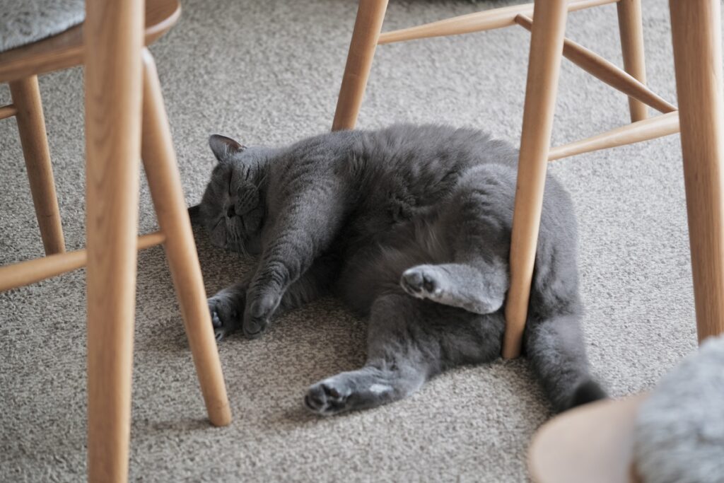 「アザラシみたい」は褒め言葉？ブリティッシュショートヘア ごまちゃん | ぽかぽかしていると、そのまま夢の中へ。まぶたがゆっくり落ちてきて……。こういう昼下がり、最高です。