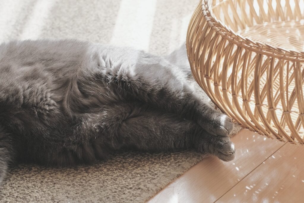 「アザラシみたい」は褒め言葉？ブリティッシュショートヘア ごまちゃん | 足を閉じるとアザラシみたいと言われます。実はぼく、これを褒め言葉として受け取っています。かわいいってことでいいですか？