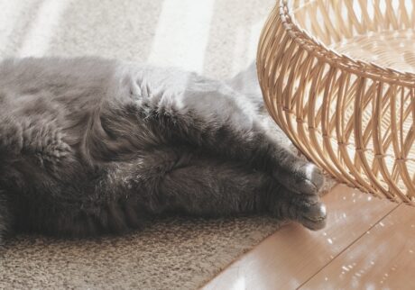 「アザラシみたい」は褒め言葉？ブリティッシュショートヘア ごまちゃん | 足を閉じるとアザラシみたいと言われます。実はぼく、これを褒め言葉として受け取っています。かわいいってことでいいですか？