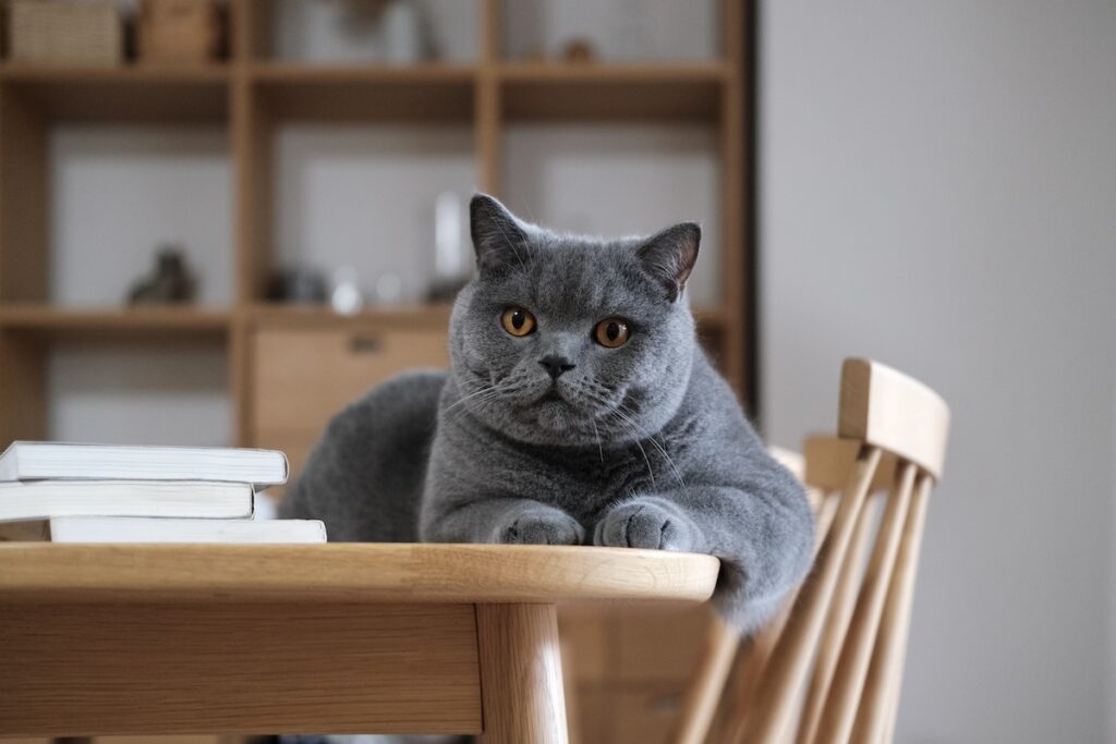 今日も、ビジュアル良し。ブリティッシュショートヘア ごまちゃん | 朝は支度でバタバタ。ぼくはその様子を静かに観察しています。「今日もがんばってね」と心の中でエールを送っています。