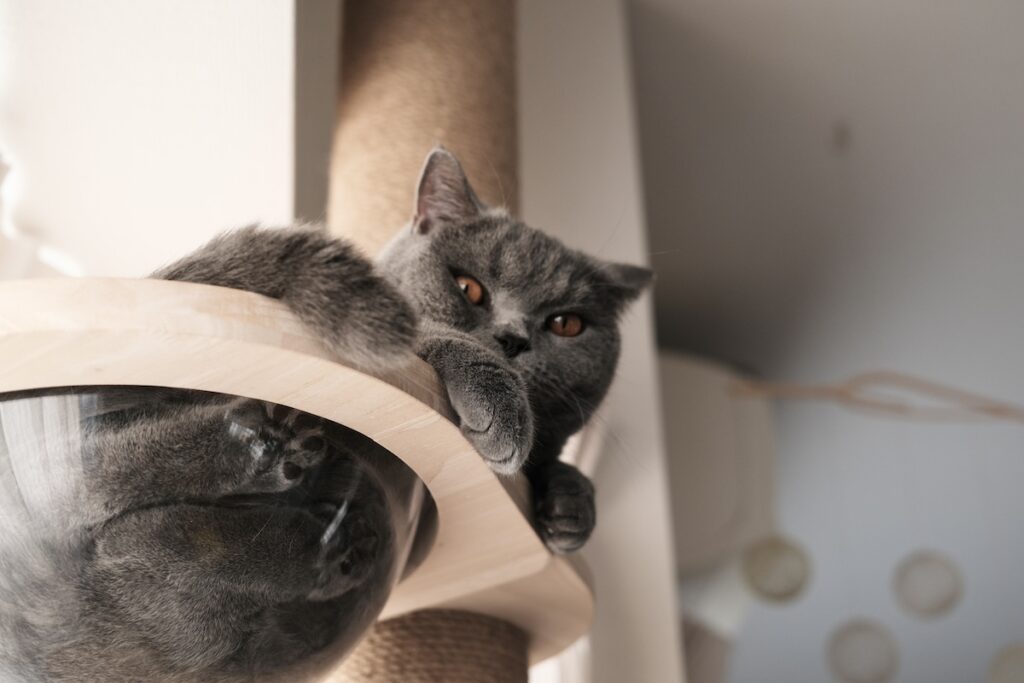 今日も、ビジュアル良し。ブリティッシュショートヘア ごまちゃん | ロボット掃除機が動きだすと、ぼくはすぐにキャットタワーへ避難。こわいけど、監視は続けます。これもぼくのお仕事です。