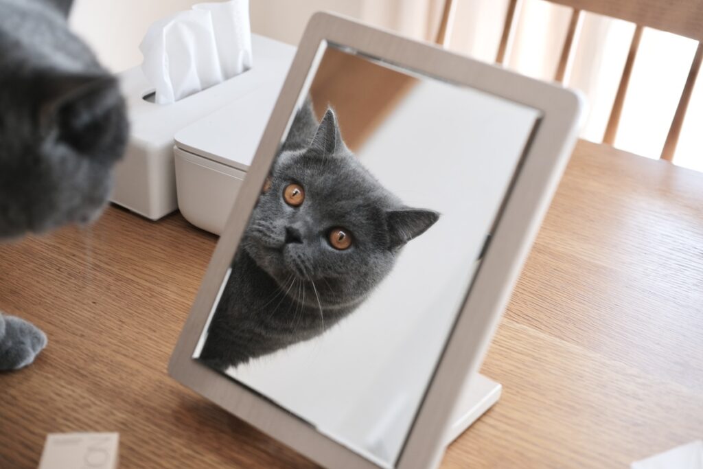 今日も、ビジュアル良し。ブリティッシュショートヘア ごまちゃん | お化粧の途中、鏡の中に失礼します。ふむふむ、ぼくってこういう顔なんですね。