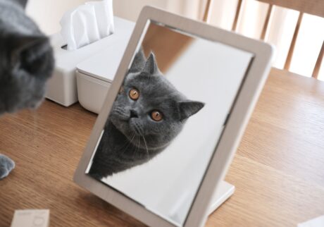 今日も、ビジュアル良し。ブリティッシュショートヘア ごまちゃん | お化粧の途中、鏡の中に失礼します。ふむふむ、ぼくってこういう顔なんですね。