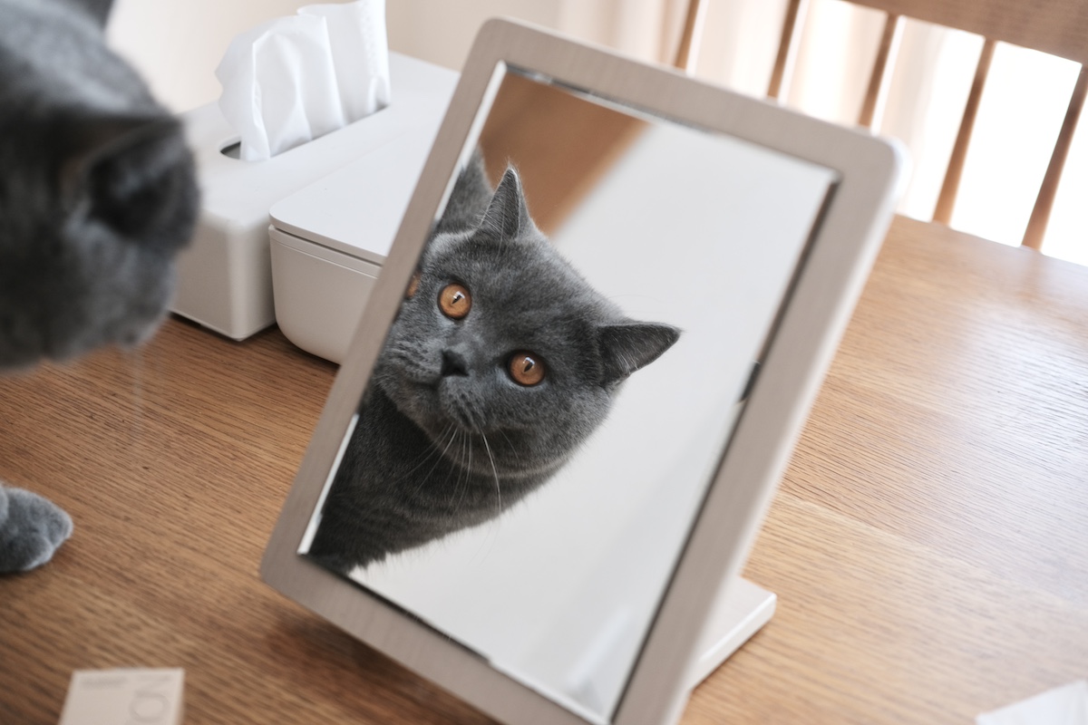 今日も、ビジュアル良し。【ごまちゃん、今日も自由気まま。vol.27】