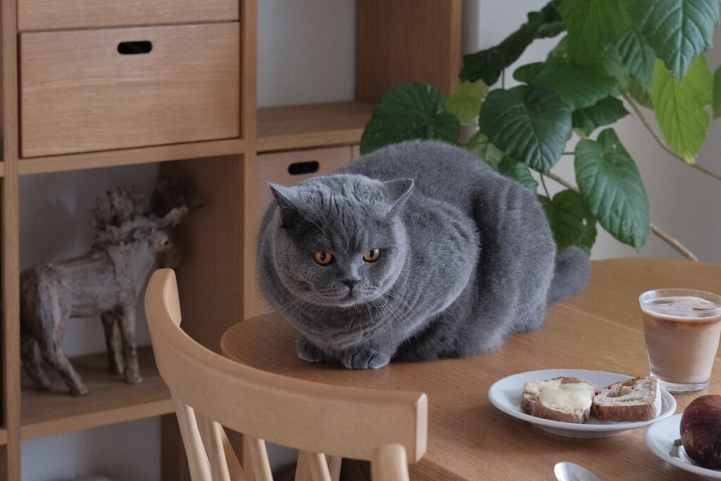 今日も、ビジュアル良し。ブリティッシュショートヘア ごまちゃん | 朝ごはんですか。しっかり食べて、元気に行ってきてください。できれば……、早めに帰ってきてくれると嬉しいな。