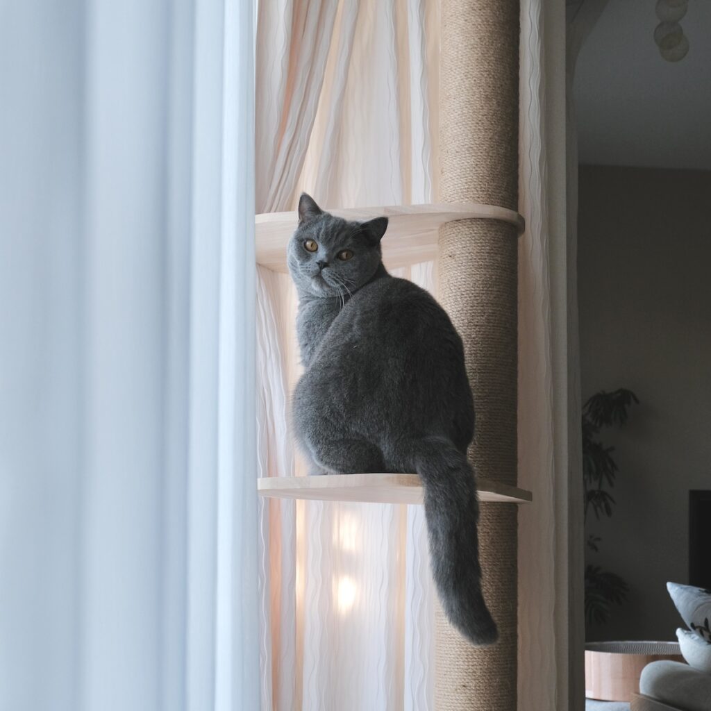 また、遊びにきてくださいね。 (最終回) ブリティッシュショートヘア ごまちゃん | 今日までお付き合いいただき、ありがとうございました。キャットタワーから振り返って、ごあいさつ。飼い主さんがふふっと笑うので、つい見つめ返してしまいます。読んでくれたあなたも、にっこりしてくれたら嬉しいです。