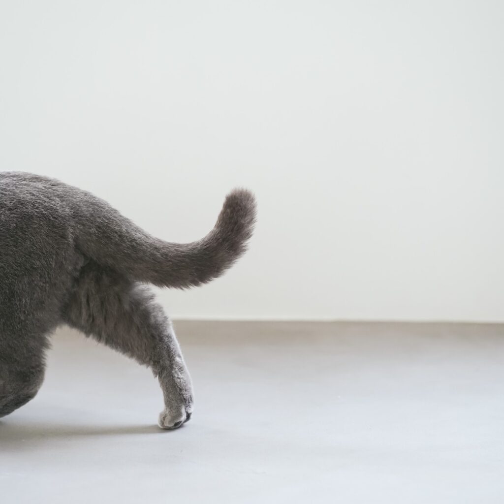 また、遊びにきてくださいね。 (最終回) ブリティッシュショートヘア ごまちゃん | ぼくは今日も、しっぽを上げてごきげんに歩いています。かわり映えのない毎日ですが、そんな日が続くことがいちばんの幸せです。ぼくを思い出したら、また見にきてくださいね。ぼくはいつもどおり、ここにいます。