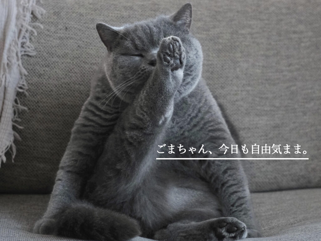 ごまちゃん、今日も自由気まま。