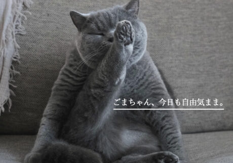 ごまちゃん、今日も自由気まま。