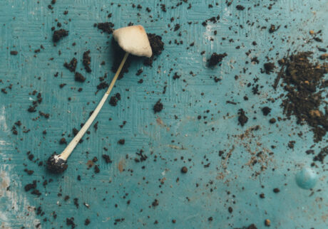 今月の写真家、今日の一枚。那須野 友暉 vol.4 | plants_2 今月の写真家、今日の一枚。那須野 友暉 vol.4 | plants_2