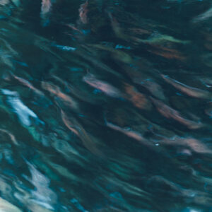 今月の写真家、今日の一枚。那須野 友暉 vol.9 | common_1