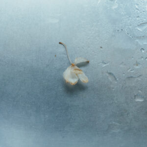 今月の写真家、今日の一枚。那須野 友暉 vol.18 | plants_6