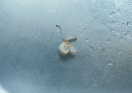 今月の写真家、今日の一枚。那須野 友暉 vol.18 | plants_6