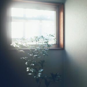 今月の写真家、今日の一枚。那須野 友暉 vol.19 | plants_7