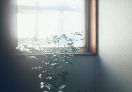 今月の写真家、今日の一枚。那須野 友暉 vol.19 | plants_7