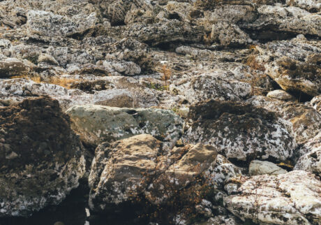 今月の写真家、今日の一枚。那須野 友暉 vol.22 | plants_8